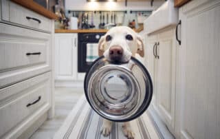 White dog with pleading eyes and a feeding bowl in its mouth