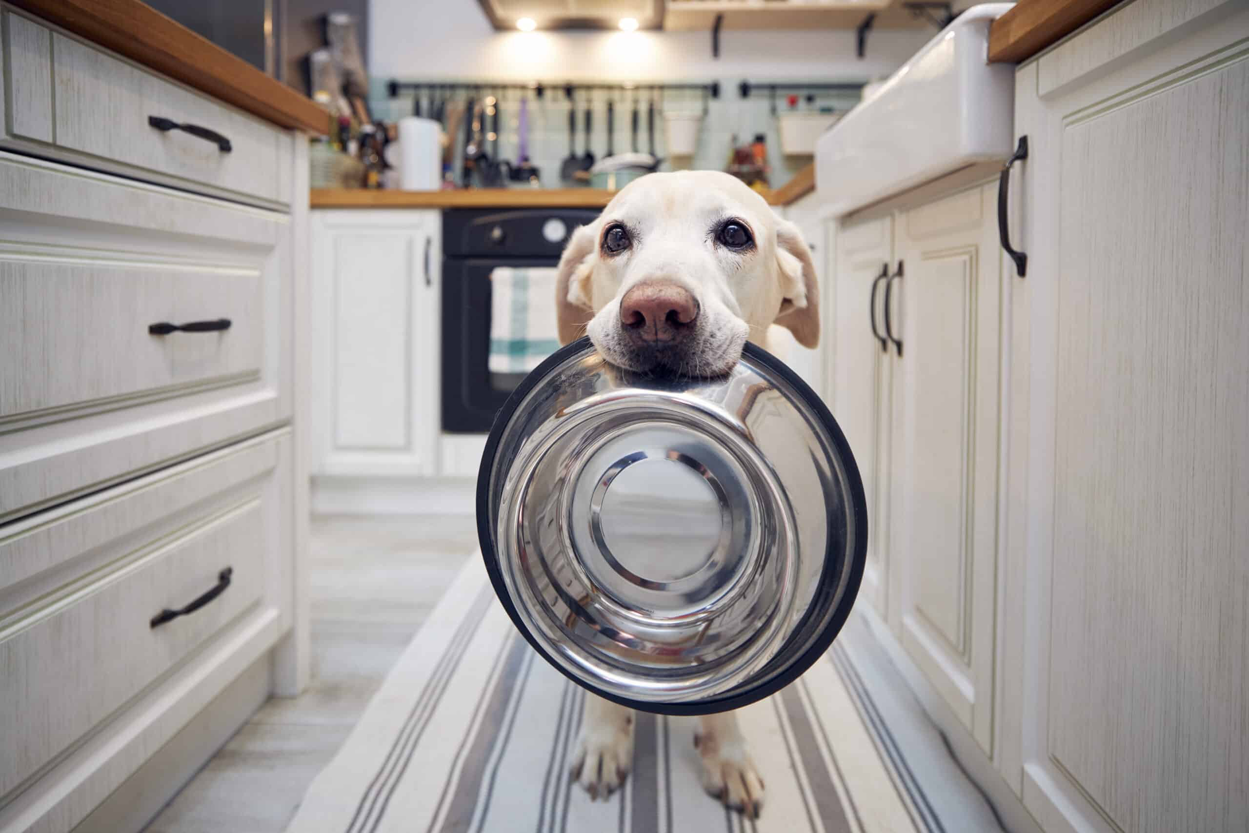White dog with pleading eyes and a feeding bowl in its mouth