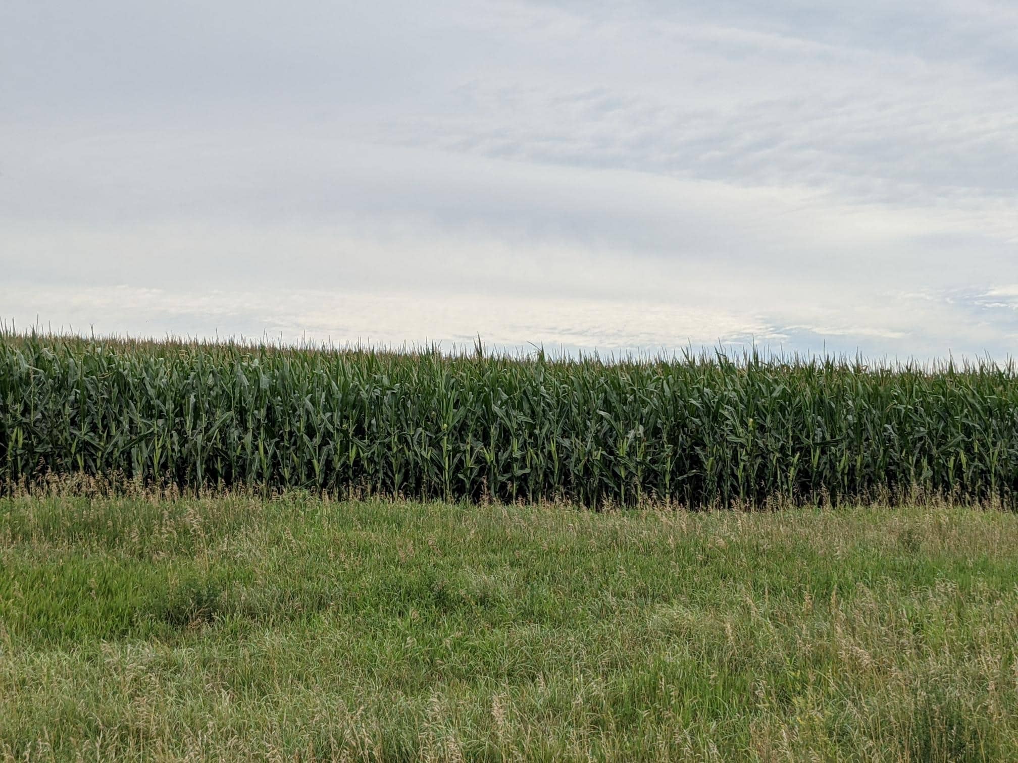 A green cornfield in Nebraska with a cloudy sky overhead