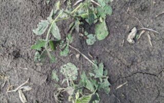 crop damage soybean field 5 e1671655768564