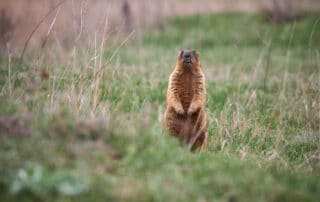 Groundhog is a marmot