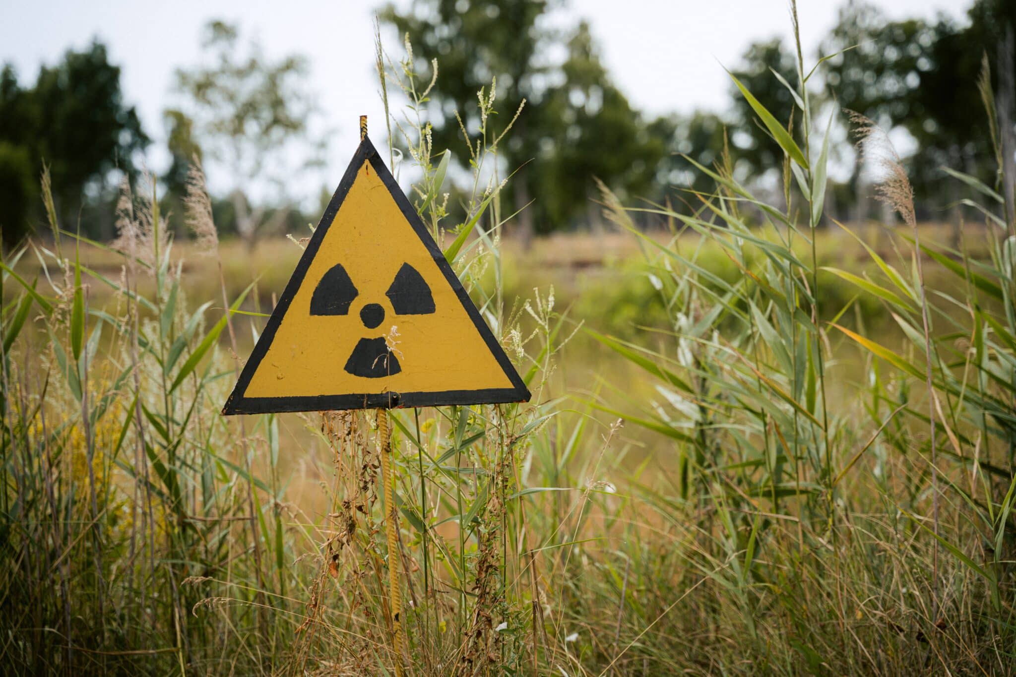ISO radiation sign among tall grass