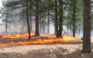 A prescribed burn in a forest