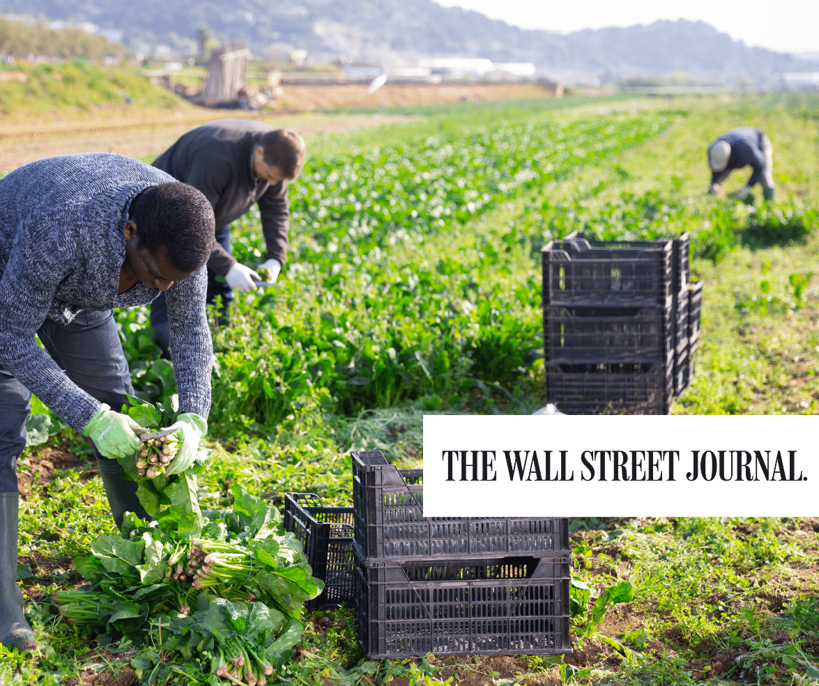 Farm workers harvesting spinach with the Wall Street Journal logo in the foreground