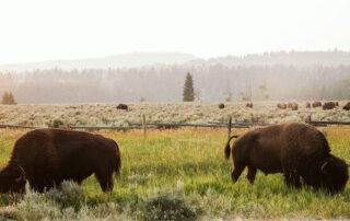 herd of buffalo with the Grand Teton mountains in the back