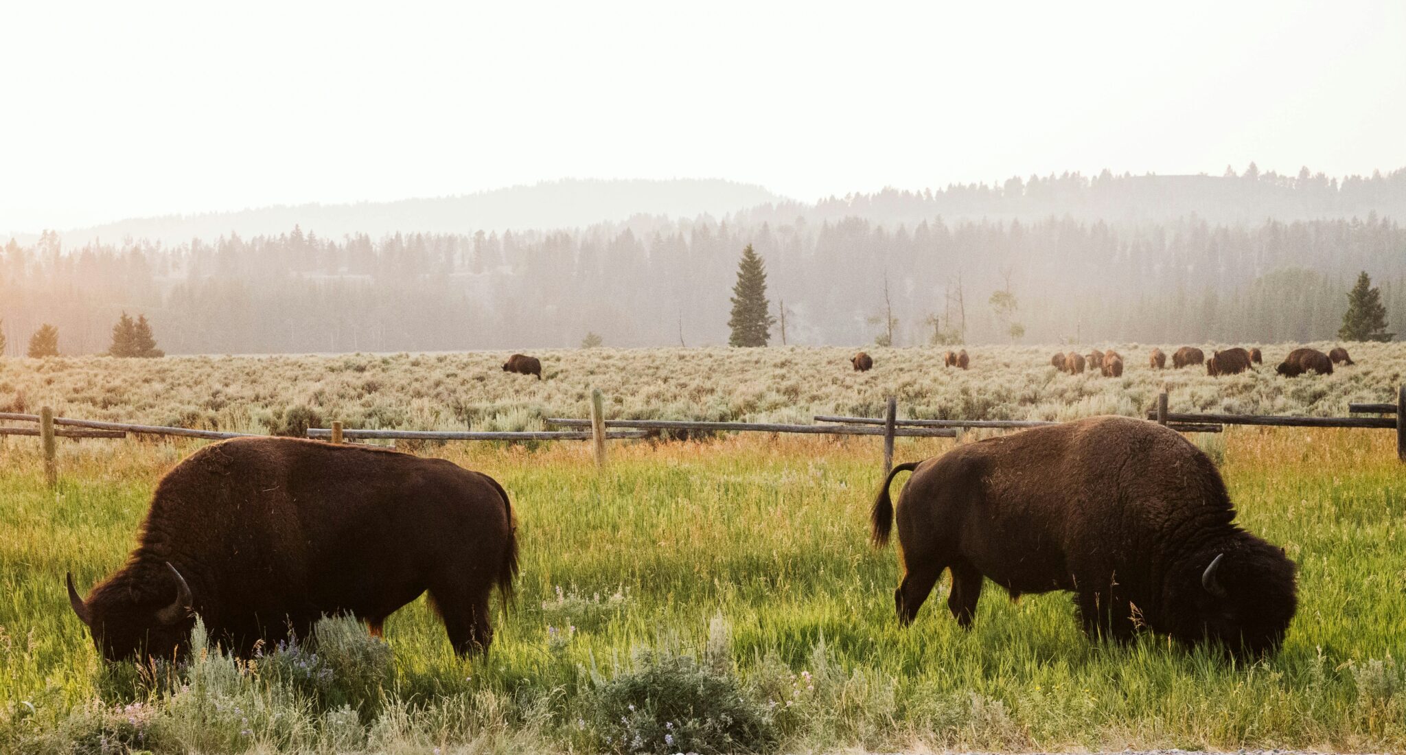 herd of buffalo with the Grand Teton mountains in the back