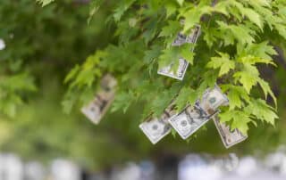 An edited image of dollars seemingly growing among the leaves of a tree.