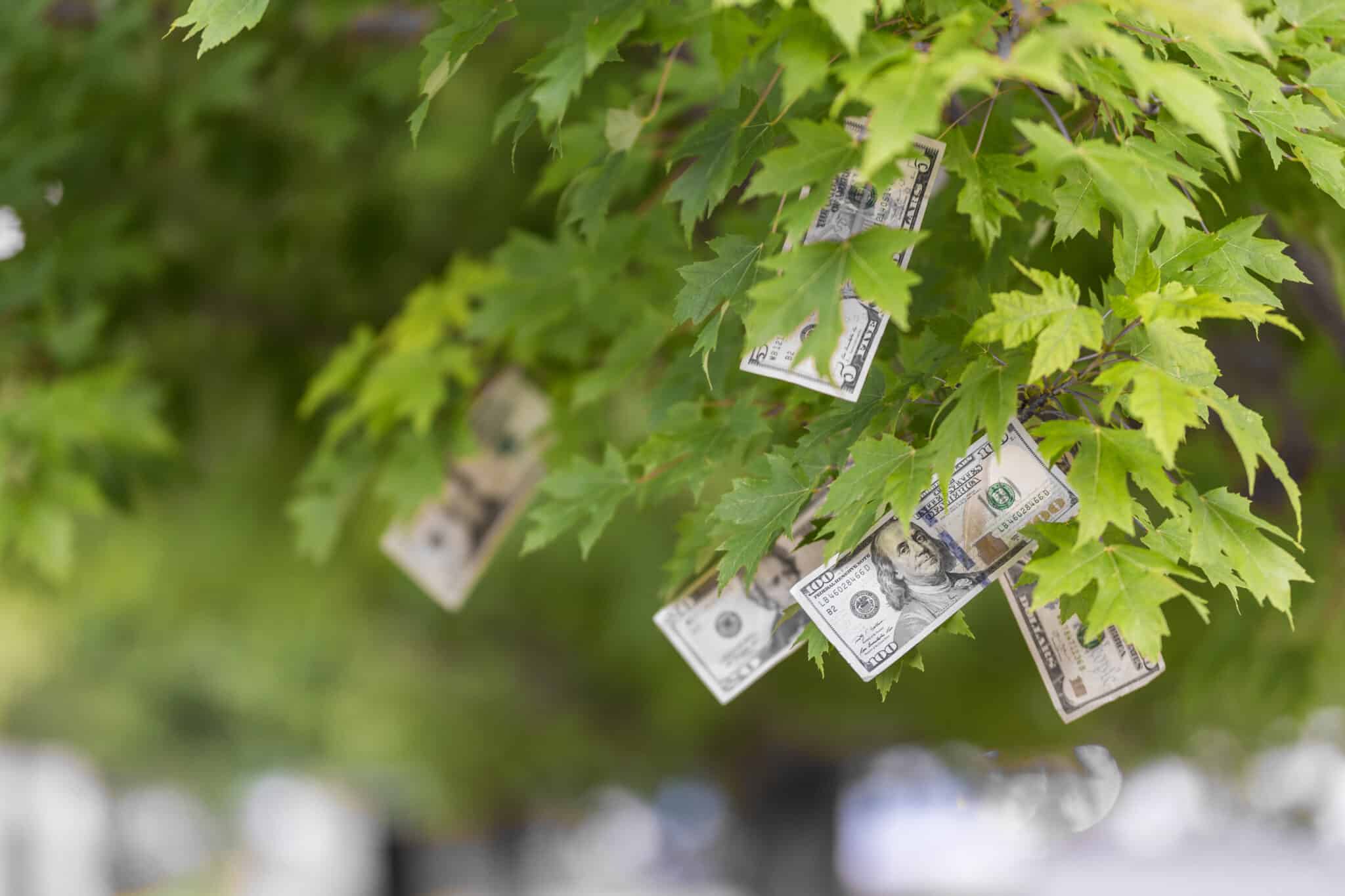 An edited image of dollars seemingly growing among the leaves of a tree.