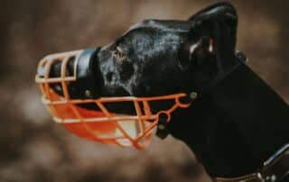 Black greyhound wearing orange muzzle