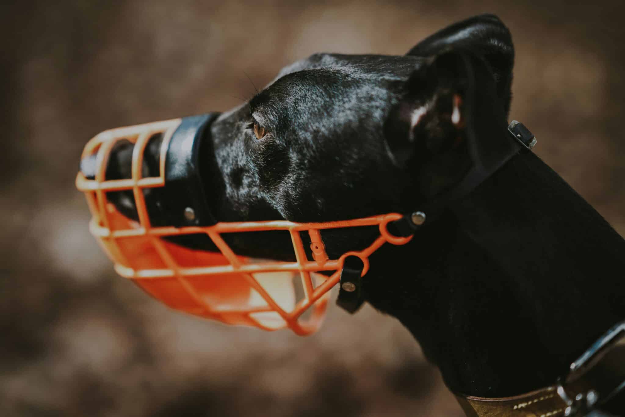 Black greyhound wearing orange muzzle