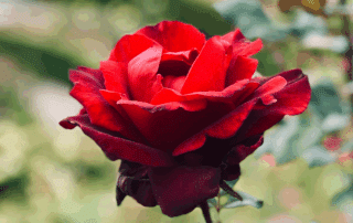 rose 1280 x 720 px
