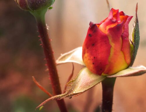 Roses and Thorns in the National Defense Authorization Act