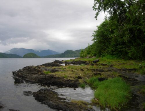 Still A Pain In The Tongass