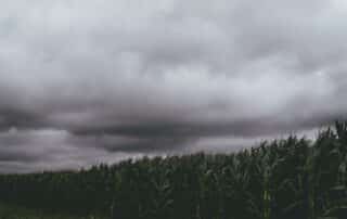 storm clouds over corn crop