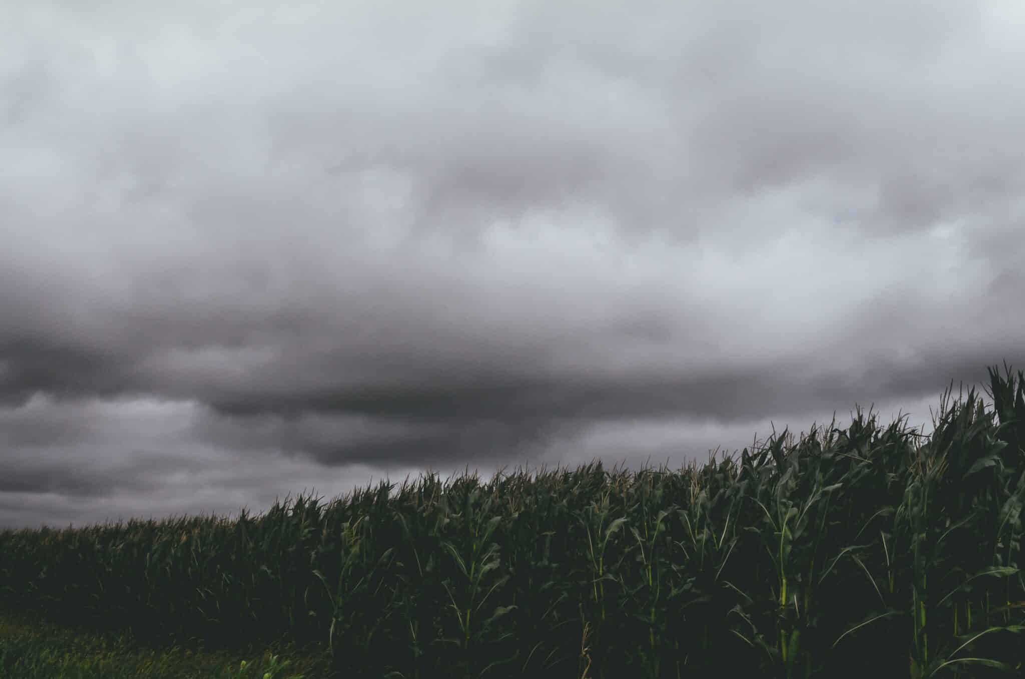 storm clouds over corn crop