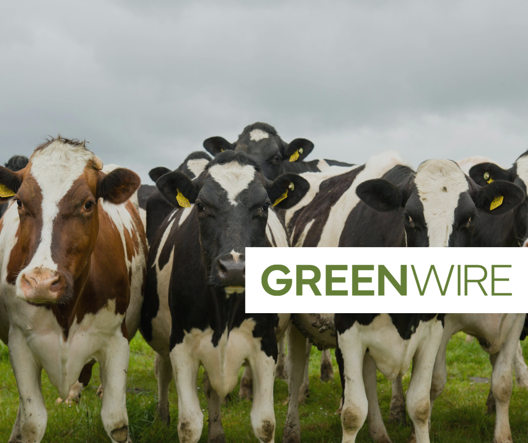 cows grazing on a plain