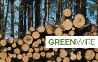 stacks of cut timber logs in a wooded area