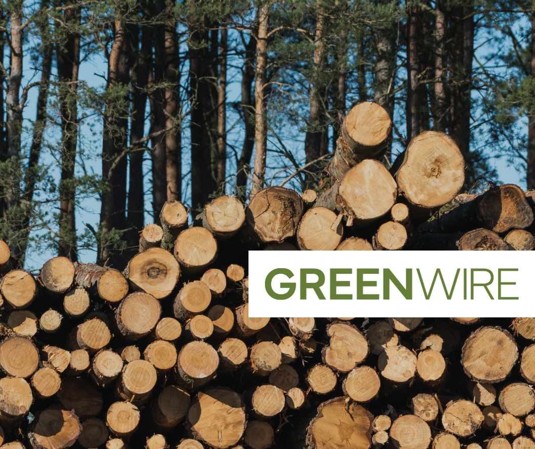 stacks of cut timber logs in a wooded area