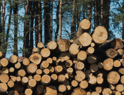 The Wildlife News: The Public Lands Logging Economy Doesn’t Add Up