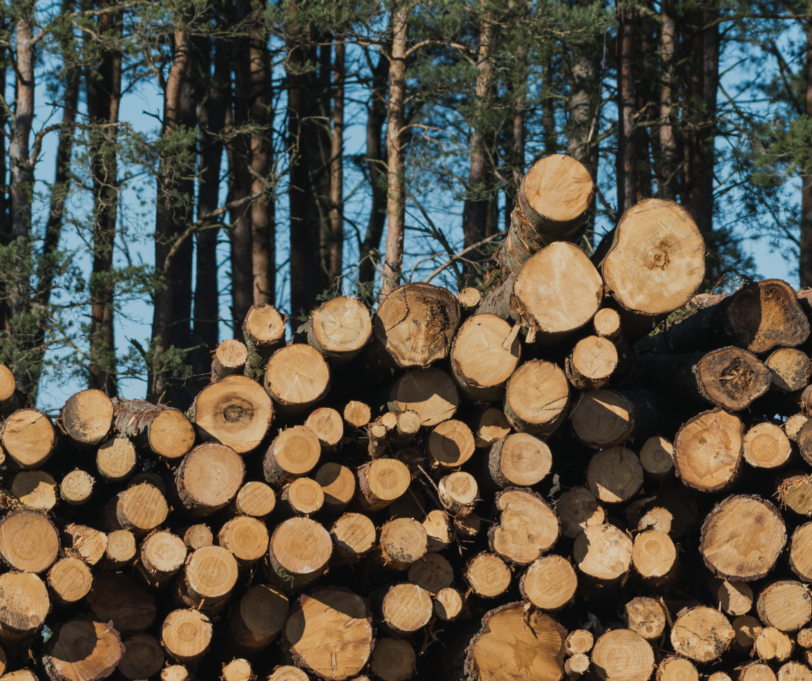 stacks of cut timber logs in a wooded area