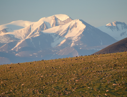 TCS Statement on Oil and Gas Lease Sale in Alaska’s Arctic Refuge