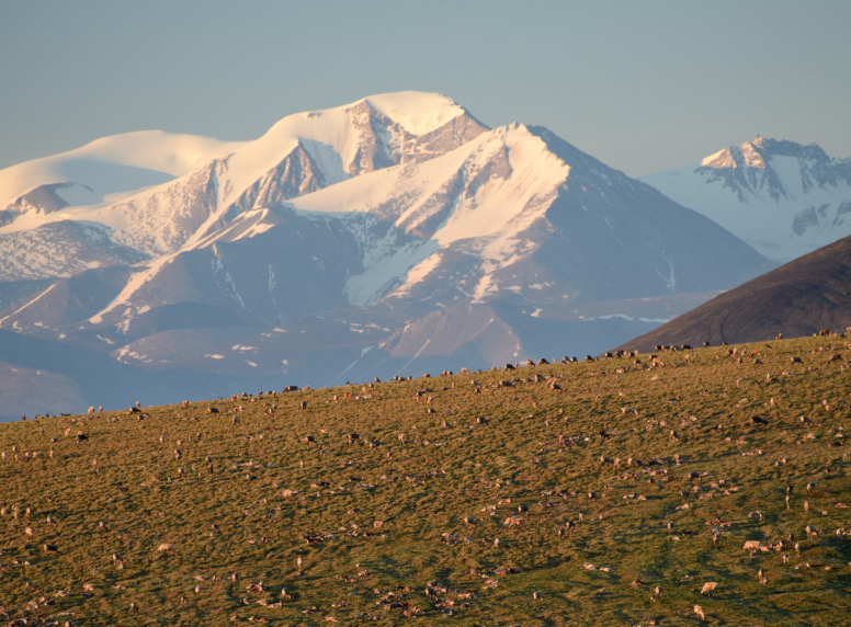 ANWR Featured