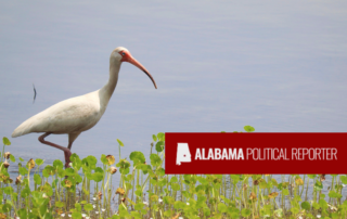 American White Ibis in Conecuh Forest