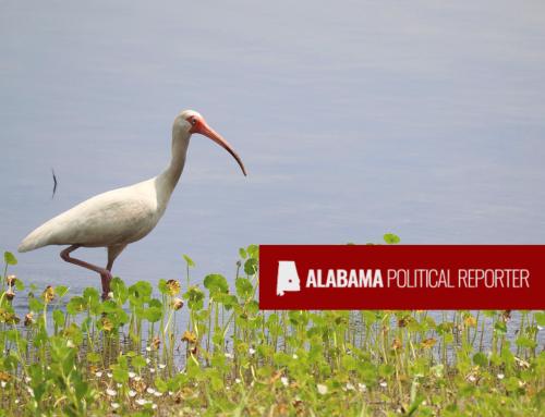Trump admin to include Conecuh Forest in oil and gas sale despite environmental concerns