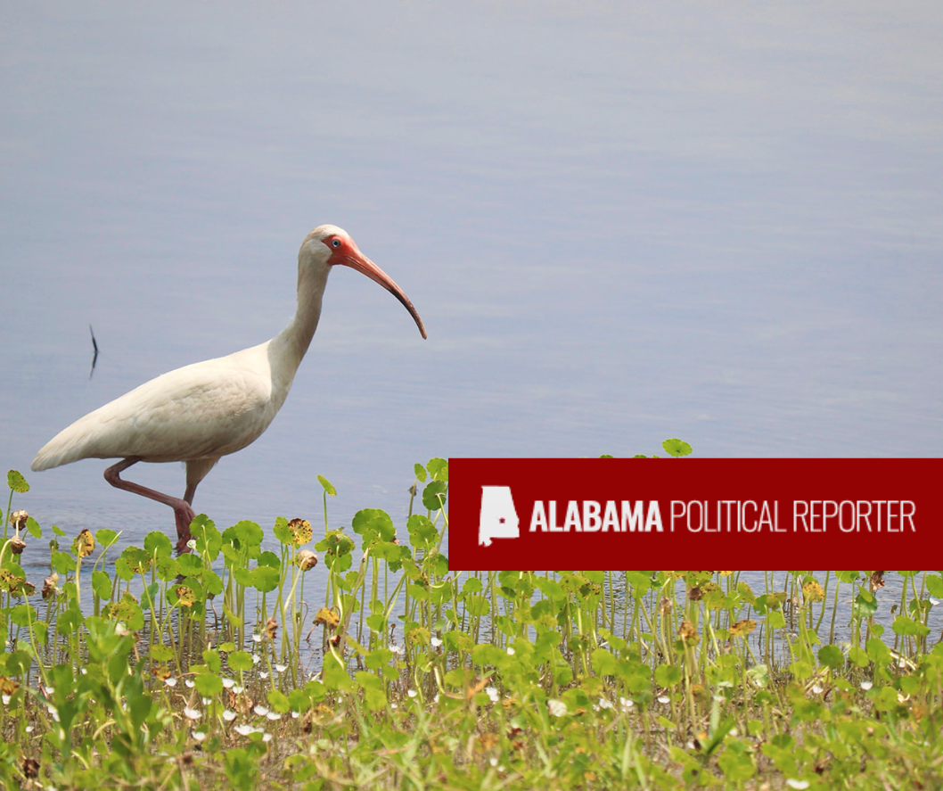 American White Ibis in Conecuh Forest